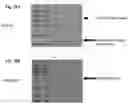 Fig. 40 - Genetically stable recombinant modified vaccinia Ankara (rMVA) vaccines and methods of preparation thereof