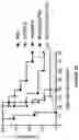 Fig. 06 - Recombinant MVA or MVAΔE3L expressing human FLT3L and use thereof as immuno-therapeutic agents against solid tumors