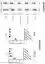 Fig. 08 - Recombinant MVA or MVAΔE3L expressing human FLT3L and use thereof as immuno-therapeutic agents against solid tumors