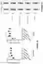 Fig. 09 - Recombinant MVA or MVAΔE3L expressing human FLT3L and use thereof as immuno-therapeutic agents against solid tumors
