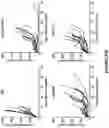 Fig. 35 - Recombinant MVA or MVAΔE3L expressing human FLT3L and use thereof as immuno-therapeutic agents against solid tumors