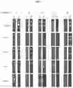 Fig. 10 - MACROMOLECULAR PLATFORM FOR TARGETING SCAVENGER RECEPTOR A1