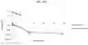 Fig. 19 - MACROMOLECULAR PLATFORM FOR TARGETING SCAVENGER RECEPTOR A1