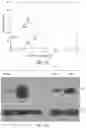 Fig. 32 - Methods of treatment using ultrasmall nanoparticles to induce cell death of nutrient-deprived cancer cells via ferroptosis