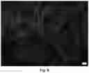 Fig. 09 - Electroactive supramolecular polymeric assemblies, methods of making electroactive supramolecular polymeric assemblies, and methods of using electroactive supramolecular assemblies