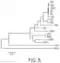Fig. 07 - AAV CAPSID DESIGNS