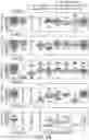 Fig. 07 - Optimized CLN1 genes and expression cassettes and their use