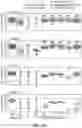 Fig. 09 - Optimized CLN1 genes and expression cassettes and their use