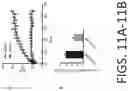 Fig. 12 - Compositions And Methods For Imaging Immune Cells