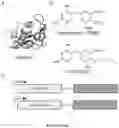 Fig. 27 - Compositions And Methods For Imaging Immune Cells