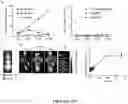 Fig. 28 - Compositions And Methods For Imaging Immune Cells
