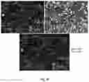 Fig. 52 - Compositions And Methods For Imaging Immune Cells
