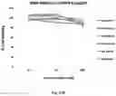 Fig. 69 - Compositions And Methods For Imaging Immune Cells