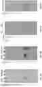 Fig. 12 - RADIOPHARMACEUTICALS AND METHODS OF USE THEREOF