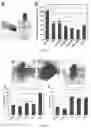 Fig. 06 - Alkyl chitosan-graphene oxide composite sponge and preparation method and application thereof