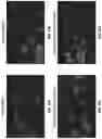 Fig. 40 - Three-dimensional bioprinting of cardiac patch with anisotropic and perfusable architecture