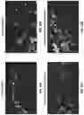 Fig. 41 - Three-dimensional bioprinting of cardiac patch with anisotropic and perfusable architecture