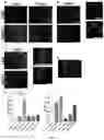 Fig. 05 - Hydrogels based on blood plasma components, process and uses thereof