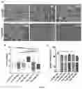 Fig. 09 - Hydrogels based on blood plasma components, process and uses thereof
