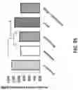 Fig. 96 - Methods and devices for providing a stimulus to a subject to induce gamma oscillations