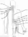 Fig. 08 - Systems and methods for spasticity treatment using spinal nerve magnetic stimulation