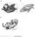 Fig. 07 - TOY