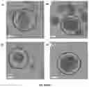 Fig. 08 - Light-driven synthesis of plasmonic nanoparticles and nanomaterials