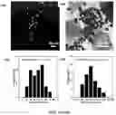Fig. 22 - Light-driven synthesis of plasmonic nanoparticles and nanomaterials