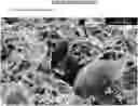 Fig. 01 - CELLULAR FOAM ADDITIVE