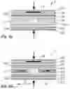 Fig. 10 - Sheet of Paper for a Security Document, Method for Producing the Sheet of Paper, and Security Document Produced Therewith