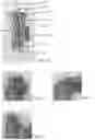Fig. 02 - Grouped screw bunch and related method and machine for production of the same
