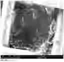 Fig. 12 - Electro-less production of silicon nanowires and plates in a solution