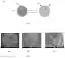 Fig. 02 - MULTIFUNCTIONAL TITANIUM DIOXIDE-POLYMER HYBRID MICROCAPSULES FOR THERMAL REGULATION AND VISIBLE LIGHT PHOTOCATALYSIS