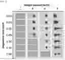 Fig. 04 - Composition for detecting acidic compound