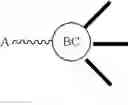 Fig. 64 - Branched Discrete PEG Constructs