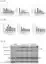 Fig. 20 - Selective inhibition of gluconeogenic activity
