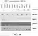 Fig. 08 - Methods to induce targeted protein degradation through bifunctional molecules