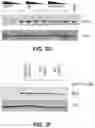 Fig. 13 - Methods to induce targeted protein degradation through bifunctional molecules