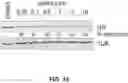 Fig. 43 - Methods to induce targeted protein degradation through bifunctional molecules