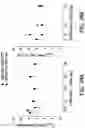 Fig. 61 - Processes for the preparation of (3S,4R)-3-ethyl-4-(3H-imidazo[l,2-a]pyrrolo[2,3-e]-pyrazin-8-yl)-N-(2,2,2-trifluoroethyl)pyrrolidine-1-carboxamide and solid state forms thereof