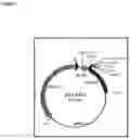 Fig. 02 - Campylobacter immunogenic compositions and uses thereof