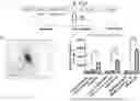Fig. 01 - METHODS FOR INCREASING PROLIFERATION OF MAMMALIAN CELLS