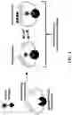 Fig. 02 - Chemigenetic calcium indicators