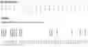Fig. 02 - Antibodies, variable domains and chains tailored for human use