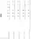 Fig. 12 - Antibodies, variable domains and chains tailored for human use