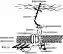 Fig. 01 - Multispecific binding molecules having specificity to dystroglycan and laminin-2