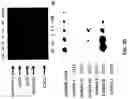 Fig. 09 - Multispecific binding molecules having specificity to dystroglycan and laminin-2