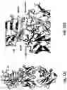 Fig. 33 - Multispecific binding molecules having specificity to dystroglycan and laminin-2