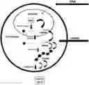 Fig. 01 - MODIFIED MRNA FOR MULTICELL TRANSFORMATION