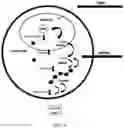 Fig. 06 - MODIFIED MRNA FOR MULTICELL TRANSFORMATION
